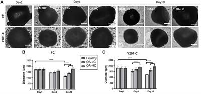 A cytokine-induced spheroid-based in vitro model for studying osteoarthritis pathogenesis